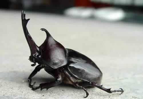 独角仙吃啥瓜呢,探寻昆虫界的美食奥秘