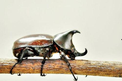 独角仙吃啥瓜呢,探寻昆虫界的美食奥秘