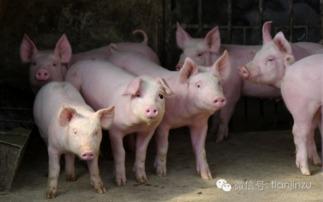 电脑摆件猪吃瓜,电脑摆件猪的吃瓜日常