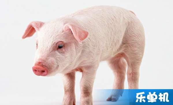 电脑摆件猪吃瓜,电脑摆件猪的吃瓜日常