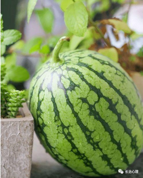 上海陈学姐吃瓜,揭秘网络舆论背后的真相