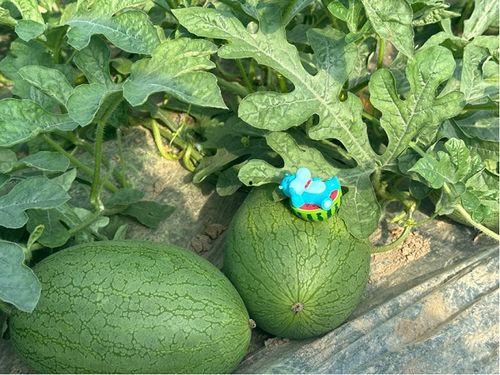 上海陈学姐吃瓜,揭秘网络舆论背后的真相