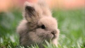 兔子吃瓜尖吗,兔子是否偏爱瓜尖的探索