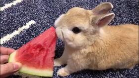 兔子吃瓜尖吗,兔子是否偏爱瓜尖的探索