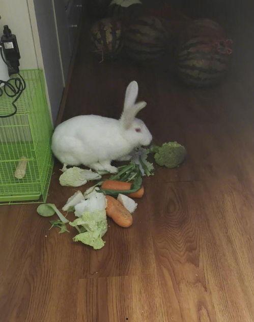 兔子吃瓜尖吗,兔子是否偏爱瓜尖的探索