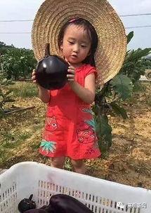 吃茄瓜主播,带你领略美食与娱乐的完美融合