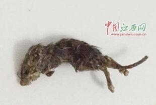 农村老鼠吃小瓜,一场瓜农与鼠患的较量