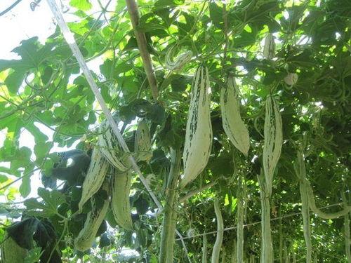 农村老鼠吃小瓜,一场瓜农与鼠患的较量