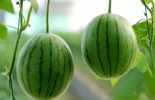 吃小绿瓜小紫瓜的好处,健康生活新选择，益处多多！