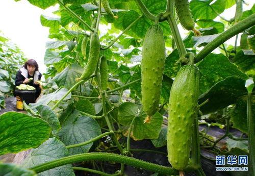 吃小绿瓜小紫瓜的好处,健康生活新选择，益处多多！