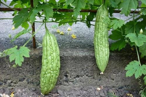 立瓜怎么吃,解锁夏日清新美味