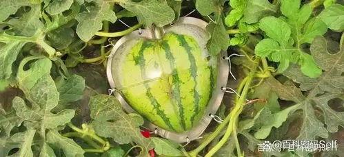 国家可以吃瓜吗,探讨我国网络舆论生态