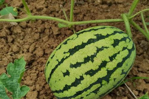 国家可以吃瓜吗,探讨我国网络舆论生态