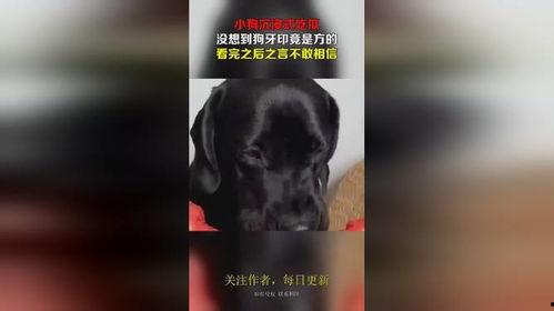 狗啃式吃瓜,揭秘娱乐圈的另类“美食”风尚