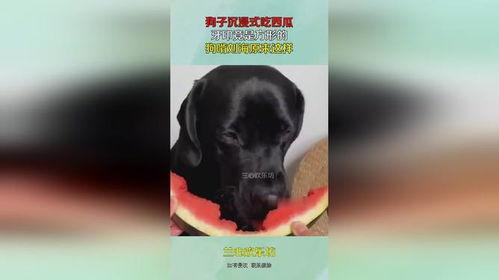 狗啃式吃瓜,揭秘娱乐圈的另类“美食”风尚