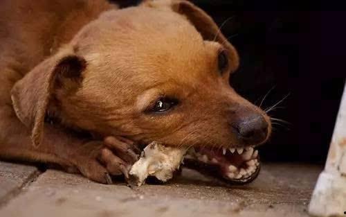 狗啃式吃瓜,揭秘娱乐圈的另类“美食”风尚