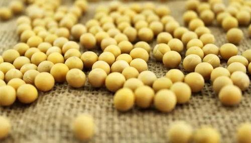 小黄豆回应吃瓜,揭秘背后真相