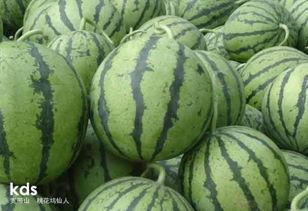 小吊瓜挖着吃,挖着吃的新体验