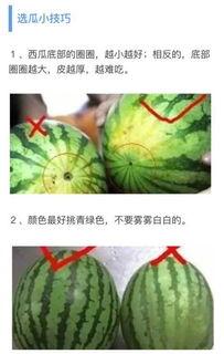 小吊瓜挖着吃,挖着吃的新体验