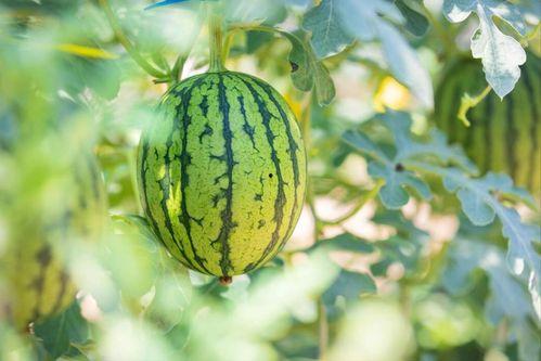 民师院表白墙吃瓜,一场校园吃瓜盛宴