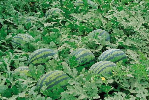 上海31吃瓜群,揭秘都市生活里的八卦盛宴