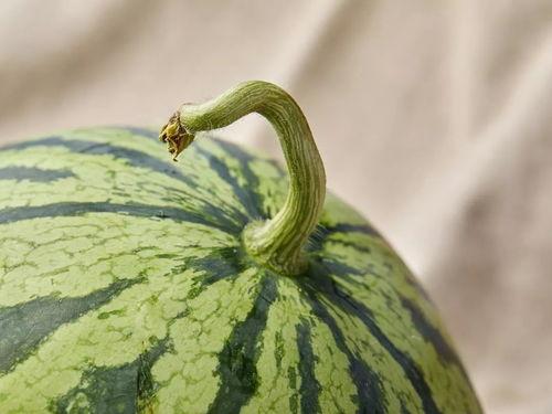 上海31吃瓜群,揭秘都市生活里的八卦盛宴