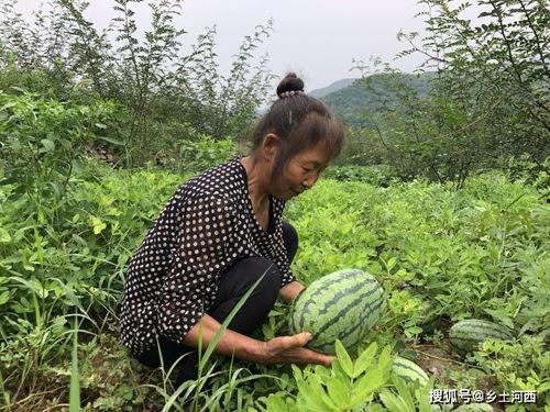 吃瓜泛见是什么意思,网络时代下的舆论现象解析