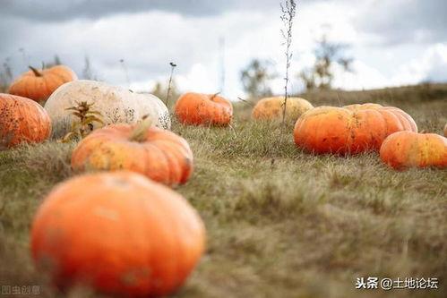 吃瓜泛见是什么意思,网络时代下的舆论现象解析