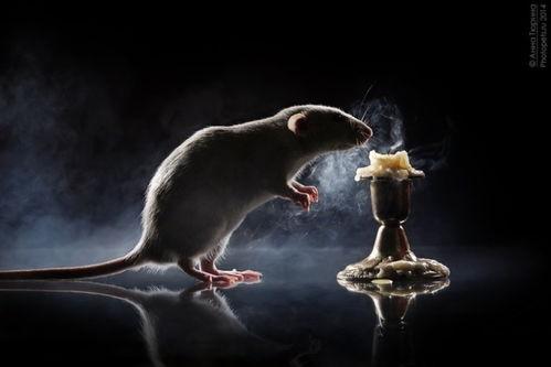 道具吃瓜小鼠,揭秘神秘道具背后的神奇力量