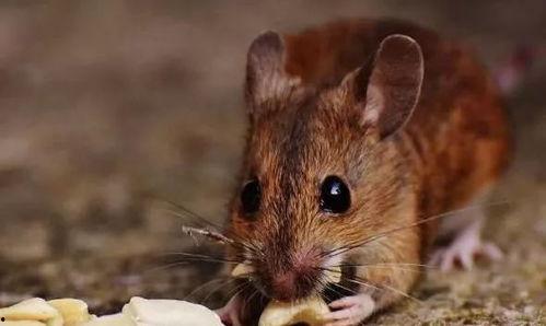 道具吃瓜小鼠,揭秘神秘道具背后的神奇力量