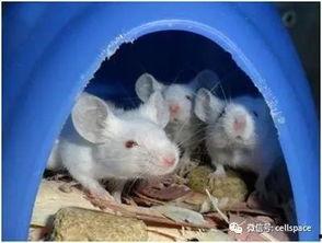 道具吃瓜小鼠,揭秘神秘道具背后的神奇力量