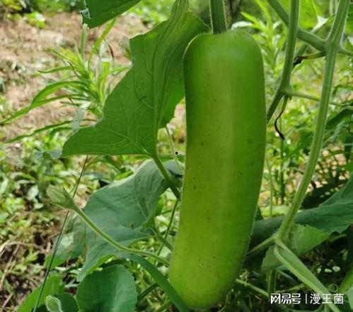 瓠子瓜能炒吃吗,炒制美味新体验