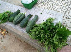 仙居味仙居吃瓜,探寻仙居特色美食之旅