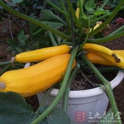 角瓜晒干后咋吃,晒干角瓜的多样食用方法探索