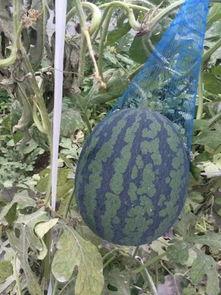 盛夏吃瓜的视频,跟着视频学吃瓜技巧