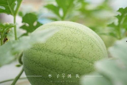 带你吃瓜背景太假了,吃瓜背后的真实故事，真相令人震惊！