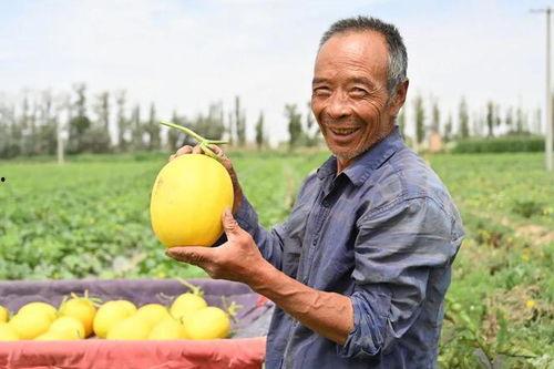 小太阳可以吃瓜,小太阳的甜蜜瓜果时光