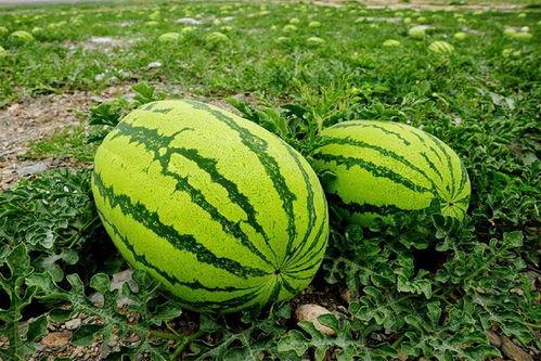 吃瓜门,揭秘娱乐圈背后的惊人真相