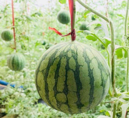 吃瓜门,揭秘娱乐圈背后的惊人真相