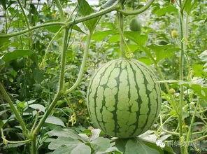 吃瓜门,揭秘娱乐圈背后的惊人真相