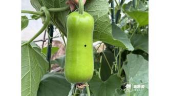 th501吃瓜,揭秘th501吃瓜背后的娱乐风云