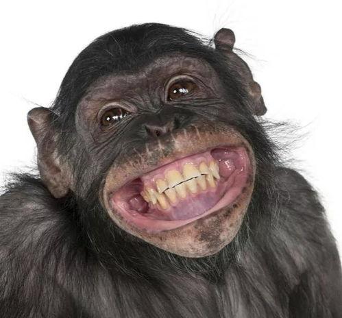 吃瓜脆的猩猩图片,揭秘热带雨林中的神秘食客