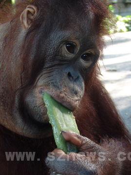 吃瓜脆的猩猩图片,揭秘热带雨林中的神秘食客