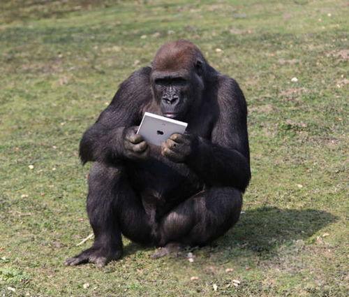 吃瓜脆的猩猩图片,揭秘热带雨林中的神秘食客