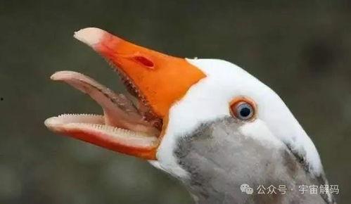 goose鹅每日吃瓜