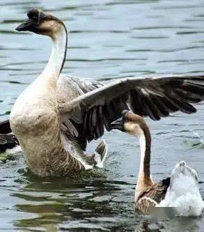 goose鹅每日吃瓜