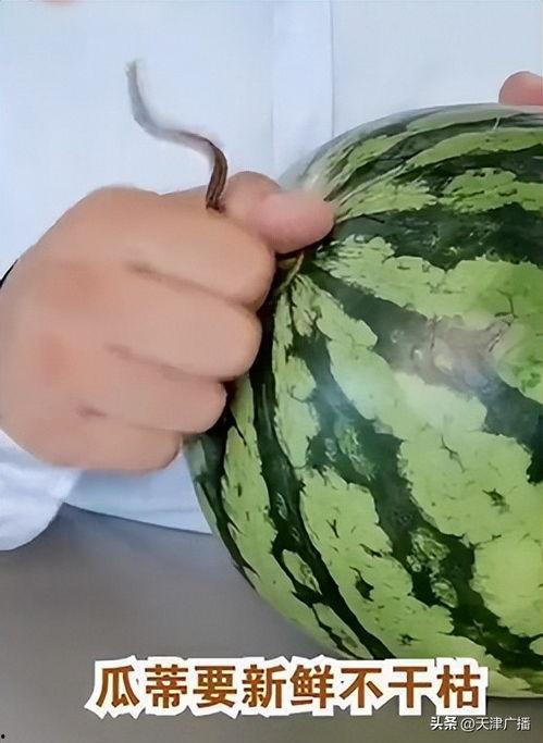 麒麟瓜甜了吗怎么吃,甜度鉴定与食用指南