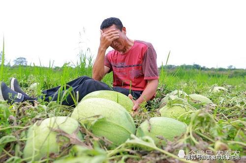 吃瓜吃到地头上,揭秘娱乐圈幕后故事