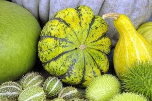 冻茭瓜如何吃,解锁美味新体验