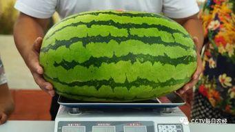 每日大赛最新吃瓜,吃瓜群众揭秘幕后真相